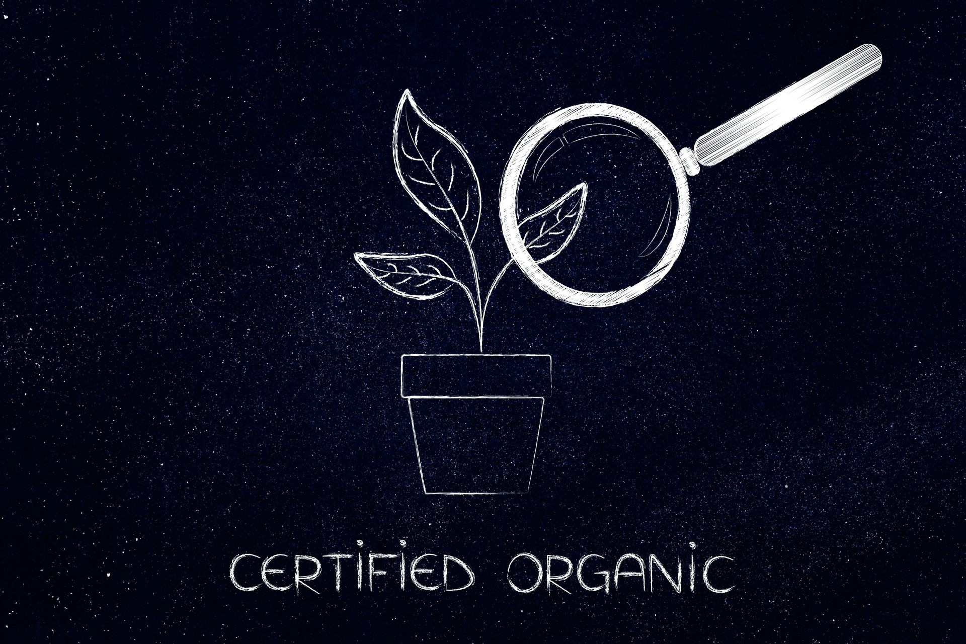 Lupe Analyse Blätter wachsen aus einer vase