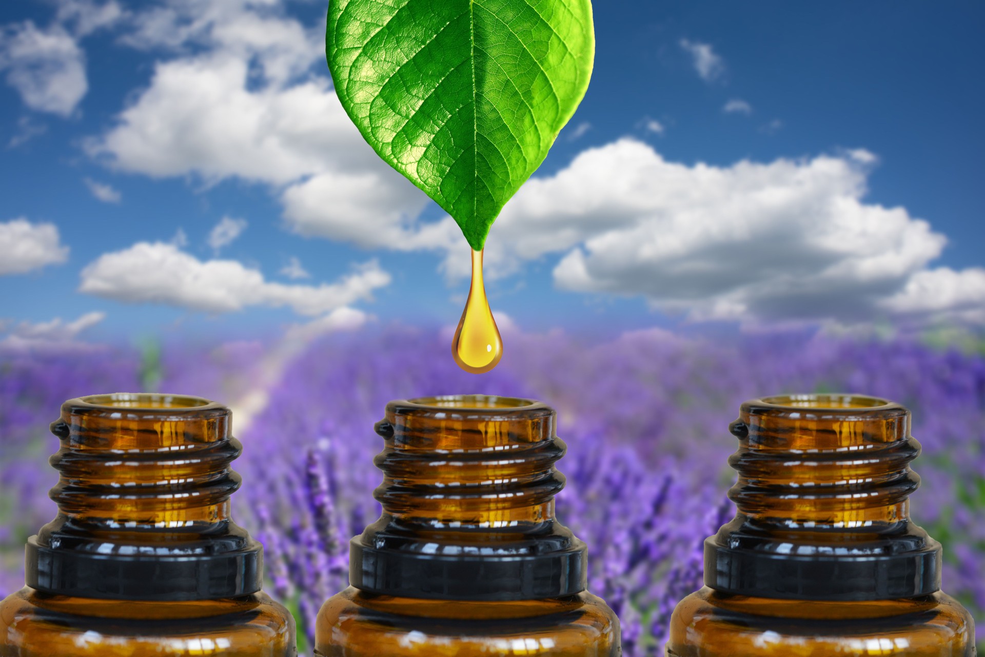 Ätherische Ölflaschen mit grünem Blatt und Öltropfen vor blühendem Lavendelfeld